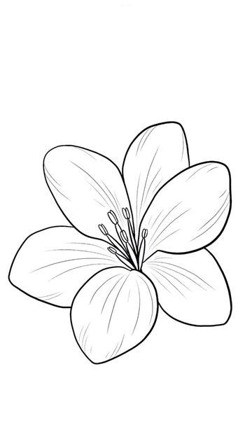 Flawores Art, Flowering Plants Drawing, Lily Flower Sketch Simple, Singular Flower Drawing, Paper Flowers Drawing, A Drawing Of A Flower, Simple Lily Drawing, Two Flowers Drawing, Lilo And Stitch Flower Tattoo