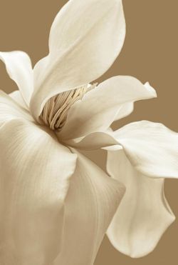 им Magnolias Aesthetic, Sepia Art, Flower Texture, Cream Aesthetic, Magnolia Flower, Beige Aesthetic, Brown Aesthetic, White Aesthetic, White Flower