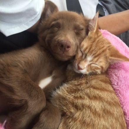 Dogs Hugging, Dog Cuddles, Puppy Cuddles, Dog Best Friend, Cat Cuddle, Animals Friendship, Puppies And Kitties, Kittens And Puppies, Dog And Cat