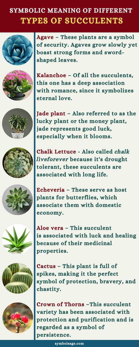 Different types of succulents have different meanings. Here's a look at the symbolism of succulents. Plant Symbolism, Plant Meanings, Types Of Cactus Plants, Different Types Of Succulents, Succulent Names, Cactus House Plants, Lucky Plant, Garden Walls, Plant Care Houseplant