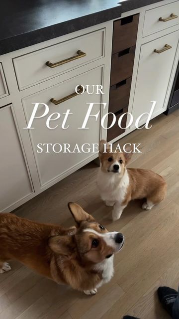 Tilt Out Dog Food Storage, Dog Food Station In Kitchen, Dog Bowl Placement, Pet Food Storage Cabinet, Dog Food Containers Storage Ideas, Dog Feeding Station With Storage, Cute Dog Food Storage, Cat Food Container Ideas, Pantry With Dog Food Storage