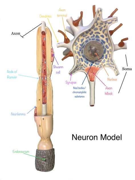 Anatomy Models Labeled, Neuron Model, Nerve Anatomy, Nursing School Life, Human Muscle Anatomy, Nursing School Motivation, Basic Anatomy And Physiology, Biology Facts, Anatomy Models