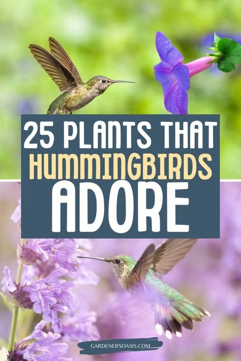 Hummingbird Plants: 25+ Of The Best Flowers That Attract Hummingbirds | Gardening Ideas Hummingbird Plants Perennials, Hummingbird Garden Flowers, Plants To Attract Hummingbirds, Hummingbird Nests, Habitat Garden, Hummingbird Plants, Attract Hummingbirds, Best Flowers, Hummingbird Flowers