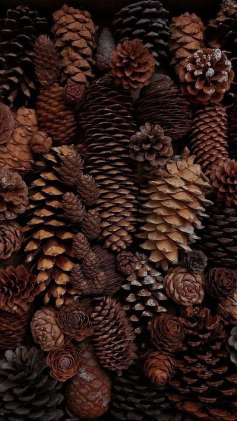 #brown #pinecones Dark Autumn Background, Dark Fall Phone Wallpaper, Flannel Aesthetic Wallpaper, Fall Country Backgrounds, Moody Fall Wallpaper, Dark Achadamia, Dark Woodland Aesthetic, Autumn Aesthetic Color Palette, Dark Brown Christmas Aesthetic