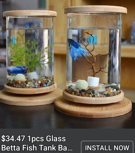 Klein Aquarium, Bowl Aquarium, Betta Fish Bowl, Mini Fish Tank, Kaktus Dan Sukulen, Glass Fish Bowl, Glass Fish Tanks, Cactus Terrarium, Taman Air