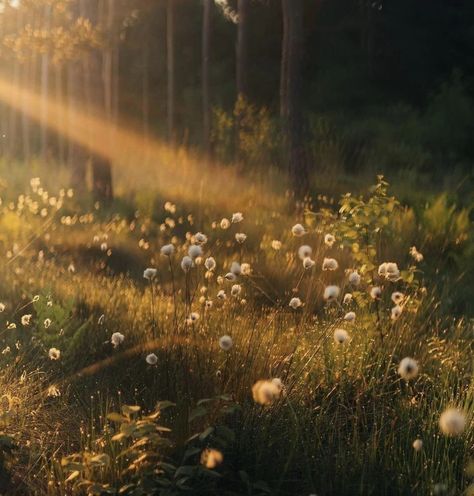 Hay Field Aesthetic, Olivia Crain, Flower Field Aesthetic, Meadow Aesthetic, Pretty Meadow, Wildflower Aesthetic, Autumn Meadow, Forest Meadow, Field Aesthetic