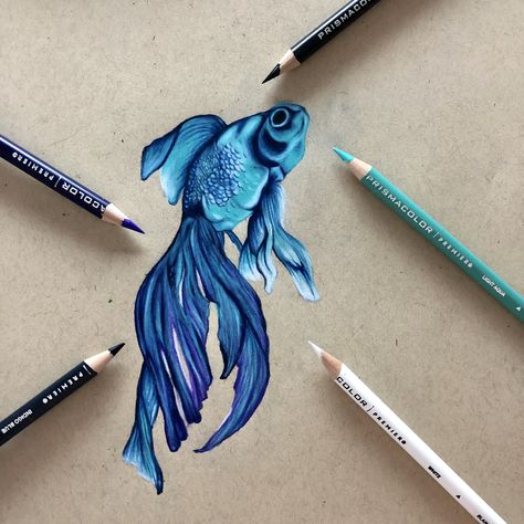 Realistic Fish Drawing Colored Pencils, Fish Drawings Colorful, Fish Colour Pencil Drawing, Drawing Prismacolor Ideas, Realistic Color Pencil Art, Pencil Art Drawings Color, Colored Pencil Fish Drawing, Fish Drawings Realistic, Stuff To Draw With Colored Pencils