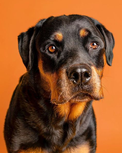 Dog Reference Photos For Artists, Dog Art Reference Photo, Dog Refrences Photos, Dog Face Reference, Dog Reference Photo, Animal Portraits Photography, Dog Portraits Photography, Animal Reference Photos, Dog Portrait Photography