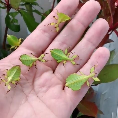 Leaf insect babies from @bugsologist . Specie Cool Bugs Insects, Pet Insects, Pet Bugs, Insect Aesthetic, Aesthetic Bug, Insects Aesthetic, Pretty Bugs, Stick Insects, Bug Reference Photos