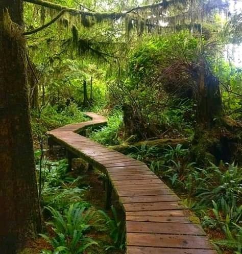 Rainforest Backyard, Boardwalk Design, Wooden Pathways, Garden Bridge Design, Hoh Rainforest, Dream Backyard Garden, Ontario Travel, Jungle Gardens, Canadian Travel