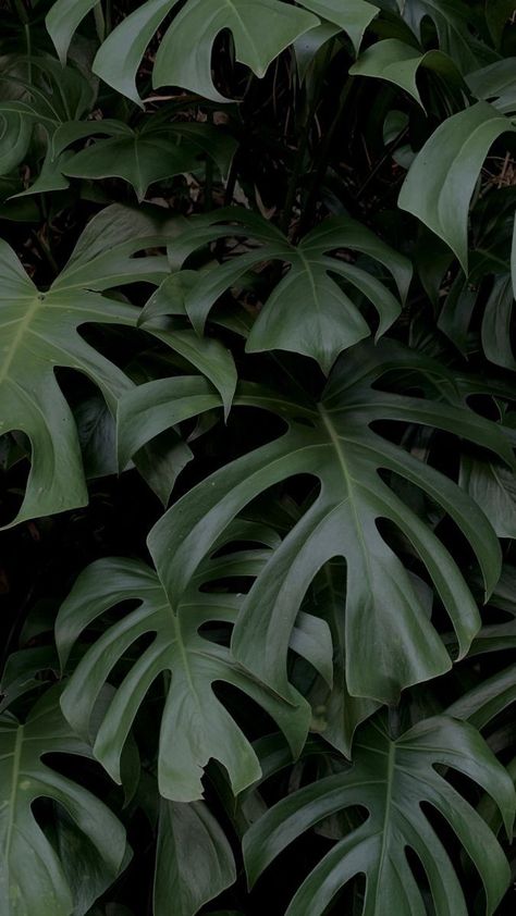 Tropical Plant Background, Monstera Iphone Wallpaper, Monstera Phone Wallpaper, Tropical Plant Wallpaper, Plant Leaves Aesthetic, Tropical Plants Aesthetic, Monstera Wallpaper Aesthetic, Jungle Green Aesthetic, Jungle Aesthetic Wallpaper