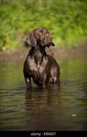 Braque Allemand Photos Stock & Braque Allemand Stock Image -Page19 - Alamy German Shorthaired Pointer, Photo L, Labrador Retriever, Labrador, Stock Images, Stock Photos, Pet, Collage, Dogs