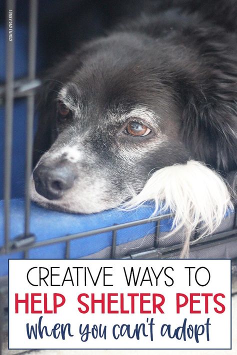 Dog Charity Ideas, Animal Shelter Service Project, Pet Fundraiser Ideas, Animal Shelter Fundraiser Ideas, Animal Shelter Donation Ideas, Animal Shelter Crafts, Animal Kindness, Animal Shelter Donations, Animal Shelter Fundraiser