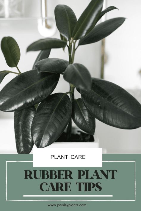 Rubber Plant Indoor, Rubber Plant Care, Rubber Tree Plant, Fig Plant, Plant Care Tips, Household Plants, Plant Care Houseplant, Ficus Elastica, Rubber Plant