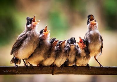 Kinds Of Birds, Pretty Birds, Little Birds, Small Birds, Animal Photo, Bird Watching, Animals Friends, Love Birds, Choir