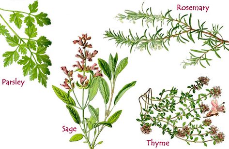 Parsley, Sage, Rosemary and Thyme - English Children's Songs ... Parsley Sage Rosemary And Thyme, Herb Tattoo, Rosemary And Thyme, Scarborough Fair, Rosemary Plant, Creative Painting, Fragrant Flowers, Edible Flowers, Medicinal Herbs