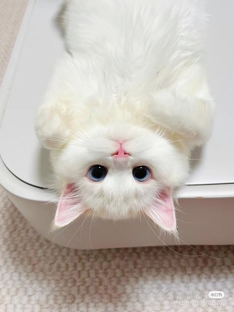 Cat Pfp, Cute Small Animals, Image Chat, Cute Little Kittens, Silly Cats Pictures, Cute Cats Photos, White Cats, Cat Aesthetic