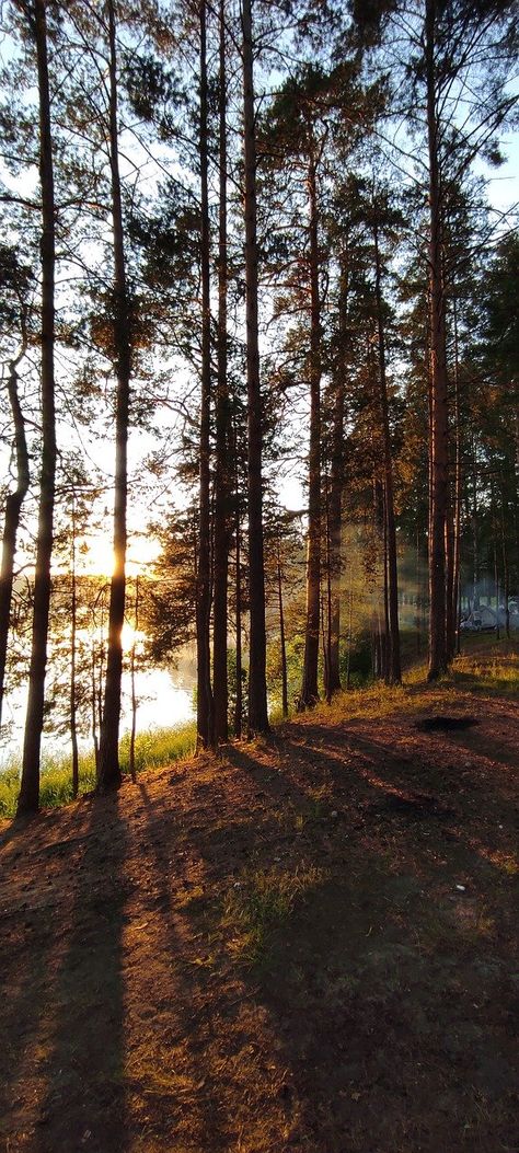 Pine Forest Trees, #Pine, #Trees, #Forest Pine Woods Forest, Pine Forest Photography, Town Scape, Forest Scape, Forest Reference, Senior Thesis, Pine Tree Forest, Summer Forest, Effects Animation