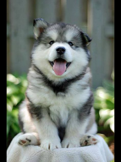 Makes my heart melt! Love husky puppies Caine Husky, Puppy Husky, Alaskan Malamute Puppies, Cute Husky Puppies, Malamute Puppies, Cute Husky, Looking For Alaska, 강아지 그림, A Husky