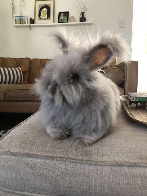 English Angora Bunny, Angora Bunnies, French Angora Rabbit, English Angora Rabbit, Angora Bunny, English Angora, Cutest Bunny Ever, Cute Farm Animals, Pet Bunny Rabbits