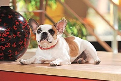 Stella Pritchett on ABC's Modern Family. Stella Modern Family, Modern Family Tv Show, French Bulldog Facts, Favorite Tv Characters, Dog Sofa Bed, Family Dog, Dog Sofa, Bad Dog, Dog Blog