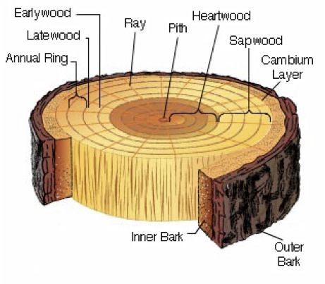 Tree Anatomy, Parts Of A Tree, Stem Club, Tree Growth, Nature Education, Tree Identification, Tree Study, Plant Tissue, Woodworking Joinery