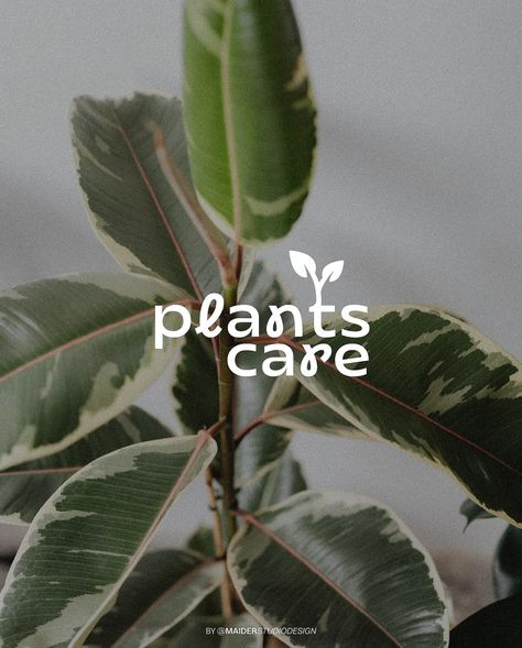 close up of the primary logo variant for → plants care 🌱 - If you’re ready to level up your branding, inquire today by sending me an email here - hello@maiderstudiodesign.com - - - - - - - - #logodesigner #visual #visualidentity #graphicdesign #graphicdesigner #branding #design #logo #logodesigner #logomaker #art #brand #illustration #logomark #creative #designinspiration #business #logobrand #typography #marketingdigital #marketing #socialmedia Plant Business Logo Ideas, Plants Logo, Plants Care, Organic Logo Design, Plant Logos, Brand Illustration, Urban Gardens, Organic Logo, Brand Assets