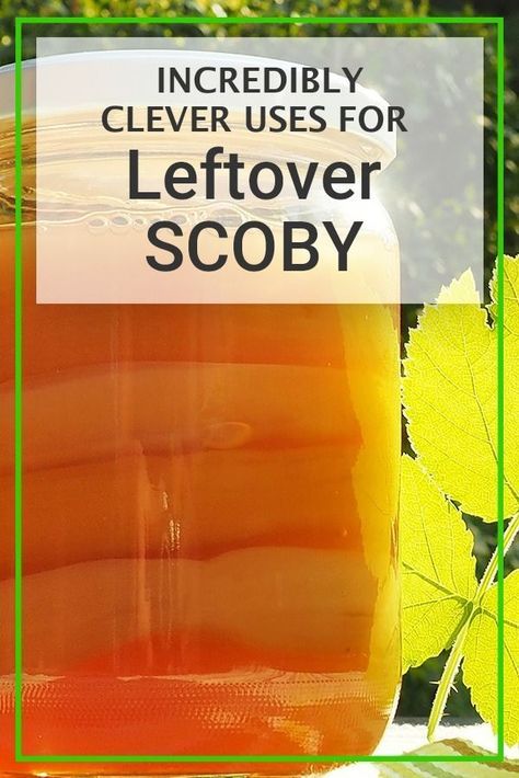 1 Incredibly Clever Uses for Leftover SCOBY (and a few bonus tips on how NOT to use SCOBY) Kombucha Scoby Recipes, Repurpose Leftovers, Fruit Leather Recipe, Vegan Jerky, Kombucha Scoby, How To Brew Kombucha, Homemade Kombucha, Kombucha Recipe, Healthy Homemade Snacks