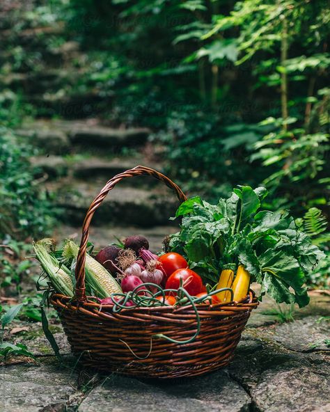 Garden Basket, Vegetable Basket, Garden Harvest, Garden Photography, Food Photography Styling, Business Icons, Veggie Garden, Fruit And Veg, Farm Gardens