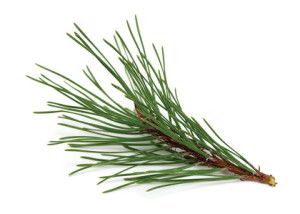 Foraging-Pine Winter Foraging, Rose Cultivation, Pine Essential Oil, Tree Identification, Conifer Trees, Pine Branch, Easy Christmas Diy, Organic Essential Oils, Pine Needles