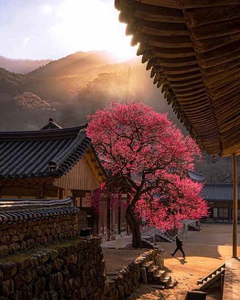 Tumblr, Autumn In Korea, South Korea Photography, Ancient Korea, Morning Sunlight, South Korea Seoul, Plum Blossoms, Landscaping Images, South Korea Travel