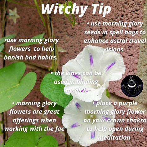 Magickal Tips, Witchy Wednesday, Morning Glory Plant, Witchcraft Diy, Morning Glory Seeds, Wiccan Books, Witch Tips, Magickal Herbs, Witchy Tips