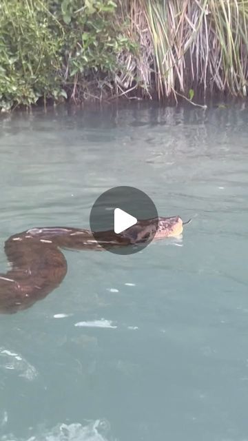 Anaconda Snake Videos, Exotic Birds Photography, Anaconda Attack, World's Largest Snake, Big Snakes, Snake Video, Baby Bobcat, Giant Anaconda, Wild Life Videos