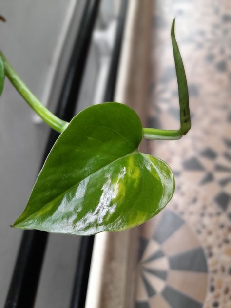 Money Plant Photography, Crawling Plants, Greenery Wallpaper, Money Plant, Plants Decor, Plant Photography, Tropical Wallpaper, Plant Wallpaper, House Plants Decor