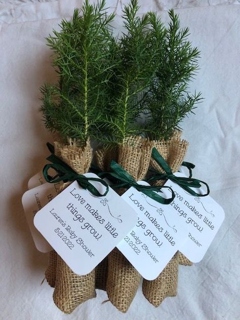 Eastern Red Cedar Tree Seedling Event Favors Tree Seedlings Wedding Favors, Tree Sapling Wedding Favor, Tree Seedling Wedding Favors, Seedling Wedding Favors, Woodland Baby Shower Party Favors, Pine Tree Baby Shower Theme, Woodland Baby Shower Favors For Guests, Woodsy Baby Shower Theme, Baby Shower Nature Theme