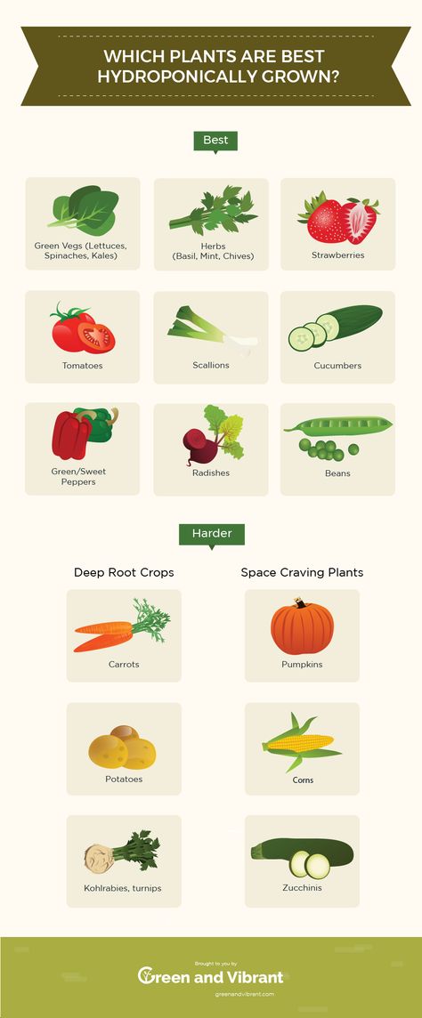 13 Best Easiest Plants (Vegetables, Herbs, and Fruits) That Can Be Hydroponically Grown | Green and Vibrant Indoor Garden Apartment, Backyard Aquaponics, Plants Vegetables, Aquaponics Diy, Hydroponic Farming, Hydroponics Diy, Aquaponic Gardening, Hydroponic Growing, Hydroponic Plants