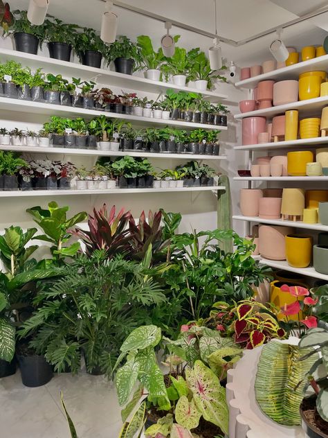 aesthetic plant shop with pots Small Plant Nursery Ideas, Plant Store Aesthetic, Plant Business, Aesthetic Plant, Plant Shop, Plants Indoor, Plant Aesthetic, House Plants Indoor, Shop Ideas