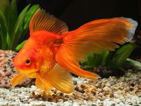 Goldfish Colors, Goldfish Tattoo, Goldfish Food, Fantail Goldfish, Pet Goldfish, Goldfish Tank, Fish Ideas, Birth Colors, Golden Fish