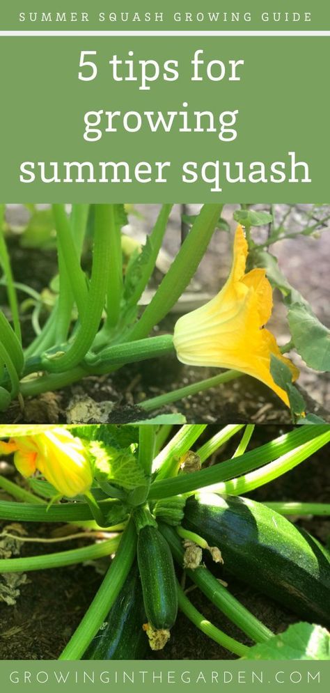 Growing Summer Squash, Grow Squash Vertically, Squash Companion Plants, Squash Growing, How To Make Squash, Growing Squash, Zucchini Plants, Squash Plant, Summer Tips