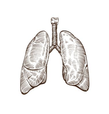 Although you can’t increase the size or capacity of a lung you can improve their function even a sick lung. This makes you feel like you’ve increased your lung capacity, but really you are only optimizing the capacity you already have Lungs Drawing, Lungs Art, Human Lungs, Chuck Close, Desenho Tattoo, Medical Art, Gcse Art, Anatomy Drawing, Ap Art