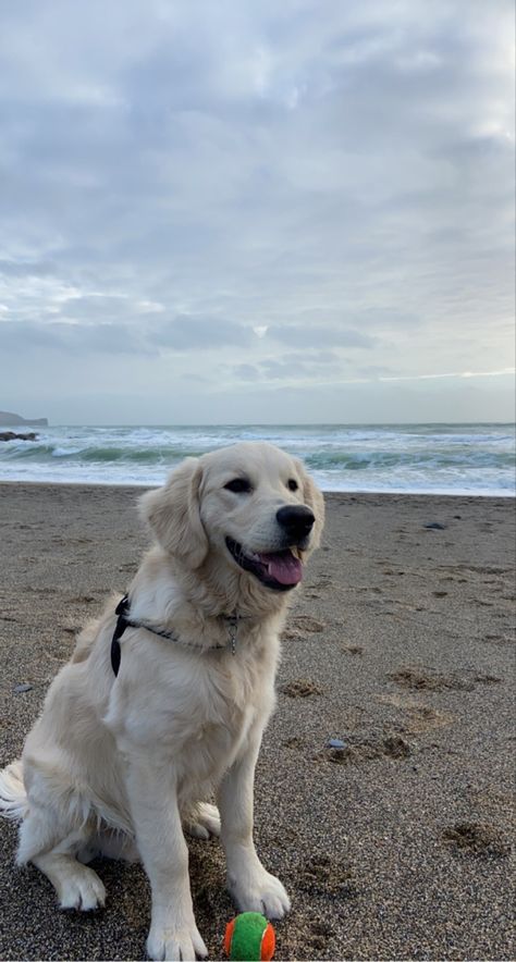 English Cream Retriever, White Retriever Puppy, English Retriever, White Retriever, White Golden Retriever, Perros Golden Retriever, Reactive Dog, Very Cute Dogs, Cute Dog Pictures