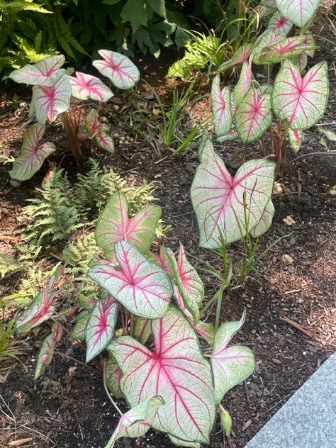 Pink Monstera Pink Monstera, Monstera Deliciosa, Plants, Wood, Pink, Art