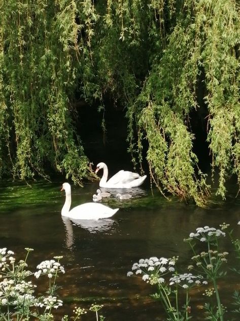 Swan Pictures, Two Swans, Mute Swan, Earth Angel, Ethereal Art, Nature Aesthetic, Swans, Pretty Places, Aesthetic Photo