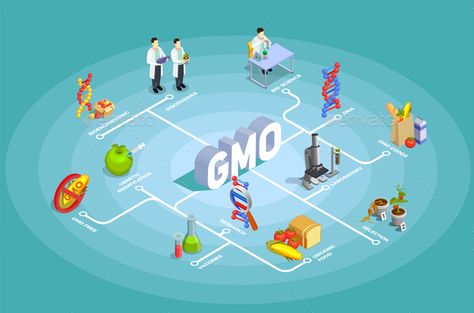 Genetically modified organisms isometric flowchart on turquoise background with dna, research, organic food, gmo goods vector illu Gmo Food Illustration, Genetically Modified Organisms, Interactive Poster, Origami Shirt, Genetically Modified Food, Gmo Foods, Genetic Engineering, Biology Notes, Turquoise Background