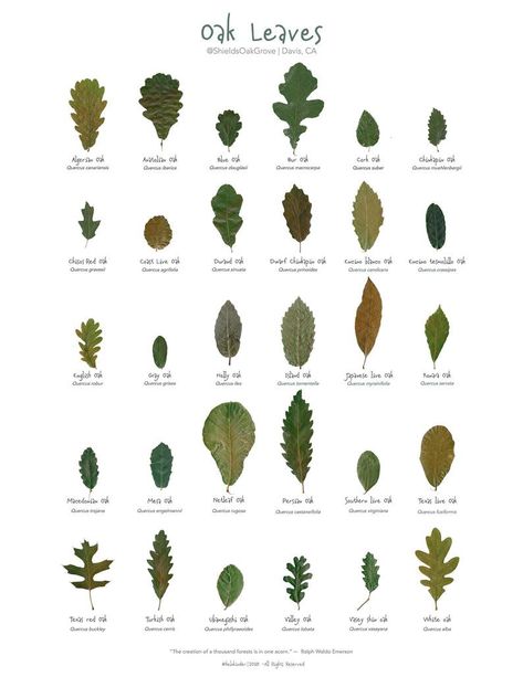 Tree Leaf Identification, Identifying Trees, Leaf Identification, Leaves Poster, Tree Id, Tree Identification, Live Oak Trees, Art 2024, Survival Gardening