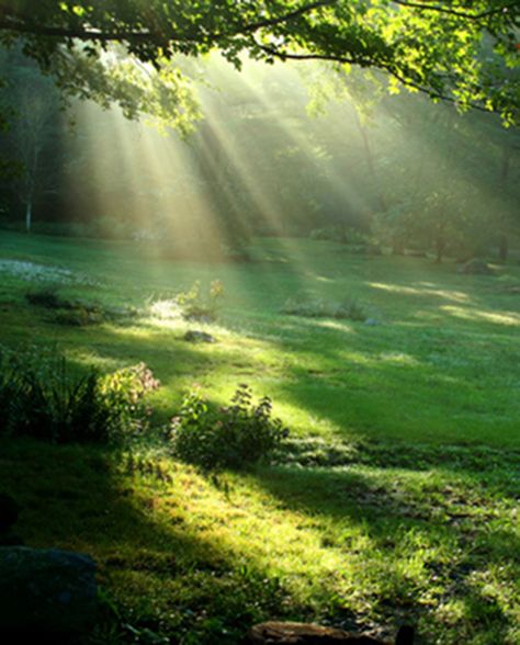 Forest Clearing - back yard beauty Belle Nature, Sun Shining, Alam Yang Indah, Blue Mountain, In The Woods, Mother Earth, Belle Photo, Nature Beauty, Beautiful World