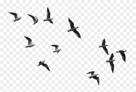 Birds Png For Editing, Birds Flying Png, Birds Architecture, Black Birds Flying, Birds Flying Photography, Flying Bird Drawing, Flying Bird Vector, Birds Collage, Black Bird Fly