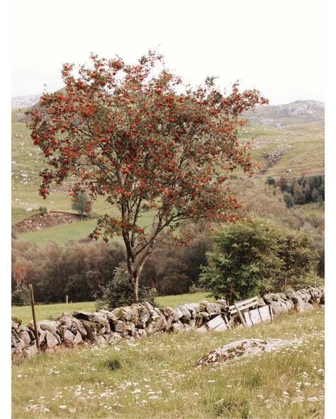 Ellen on Instagram: “Rowan tree with berries🌿 Autumn is almost here🧡” Rowan Tree Aesthetic, Rowan Tree, The Ancient One, Fruit Plants, Fruit Trees, Tree Art, Black Bird, Nature Art, Painting Inspiration