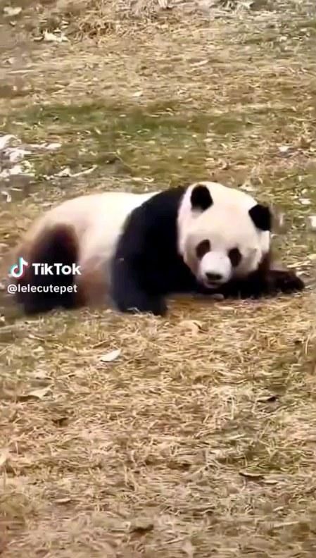 #panda #pandalife #pandalover #pandabear #wildlifevideos #wildlife #explore #reelsremix #instanature #instalikes #FunnyAnimals #cutepanda🐼 #cutepandas Baby Pandas, Cute Panda Videos, Baby Hairless Cat, Panda Videos, Wild Life Videos, Funny Panda Pictures, Cute Baby Panda, Red Panda Cute, Cute Pandas