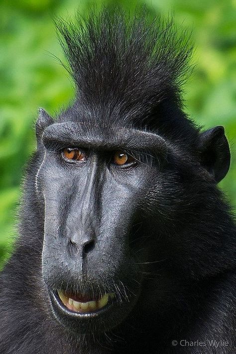 Black Crested Macaque Ugly Monkey, Ugly Animals, Regnul Animal, Unusual Animals, Monkeys Funny, Rare Animals, Baboon, Cute Wild Animals, Animal Faces